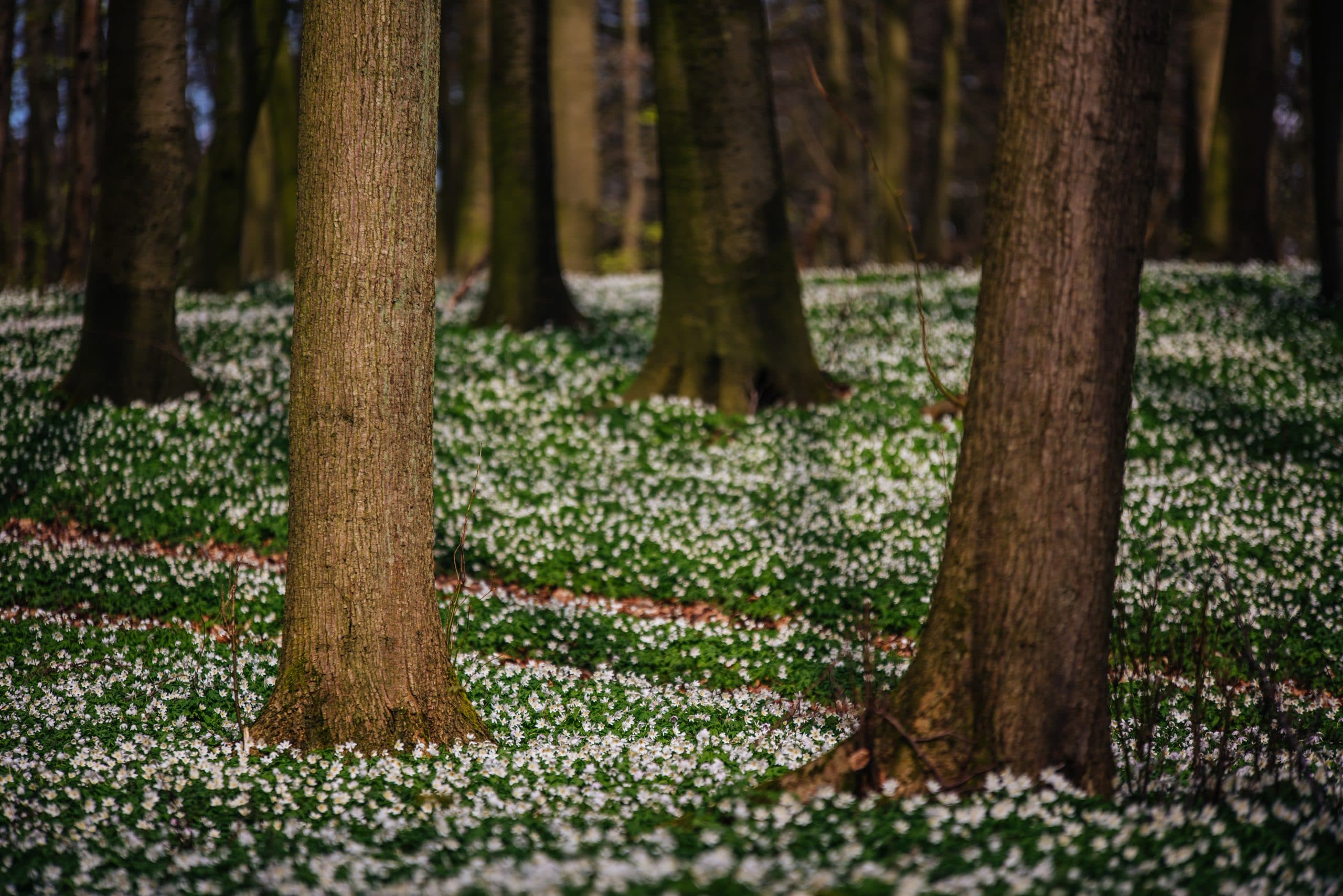 Die Granitz blüht im Frühling